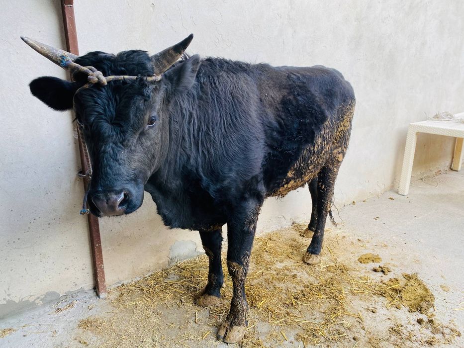 2 йошли бука зотли