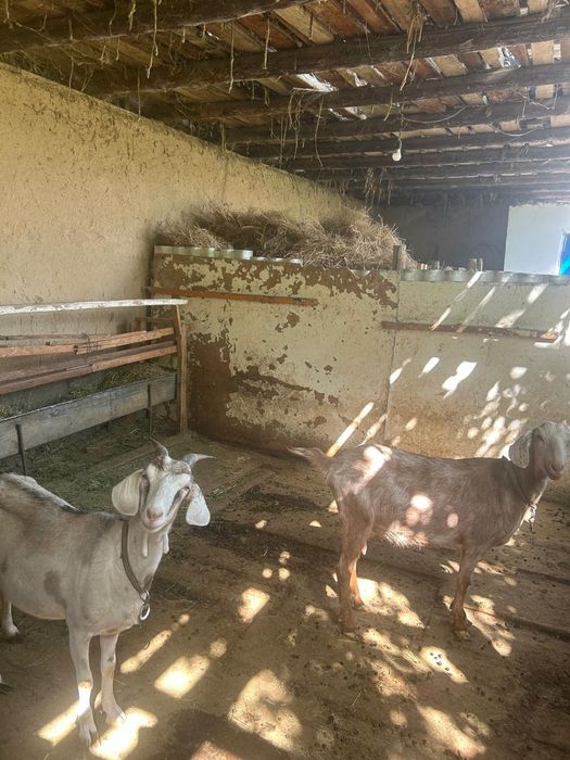 Сауын ешкі лағымен сатылады