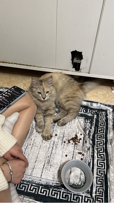 Нашли кошку в Алмагуле