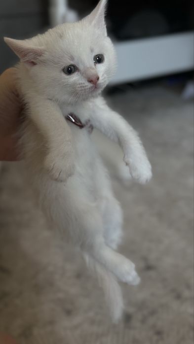 Отдам котенка мальчика