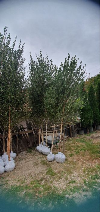 Mesteacan alb plante ornamentale de orice specie la pret minim