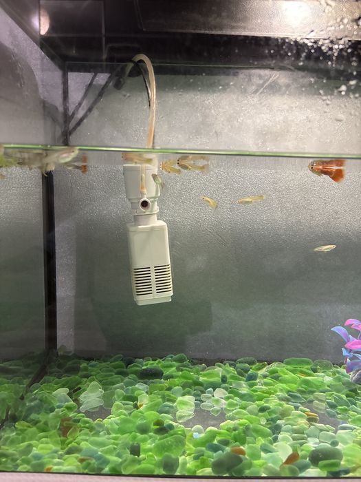 Продам аквариумные рыбки