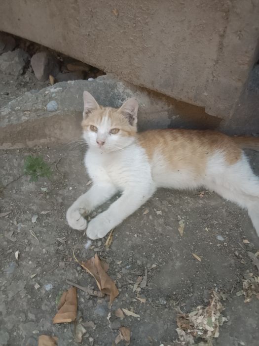 Котенок бесплатно