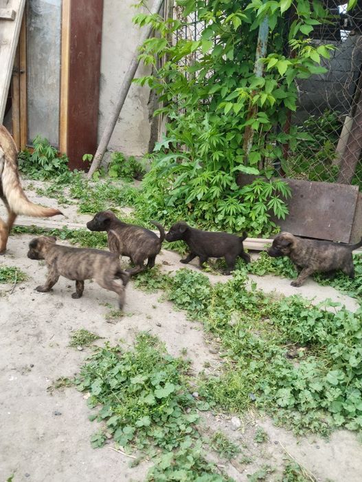 Продам щенко Малинуа