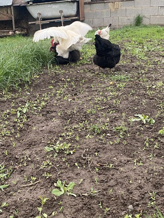 Продам куры хорошие