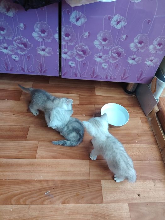 Продаются котята скоттиш страйт