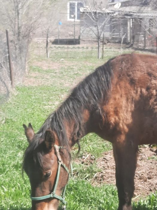 Донежын  Байтал сатылады