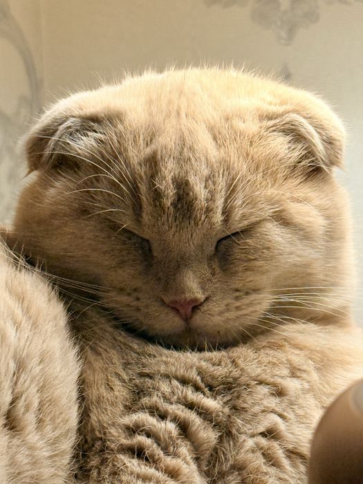 Кошка вислоуха Scotland