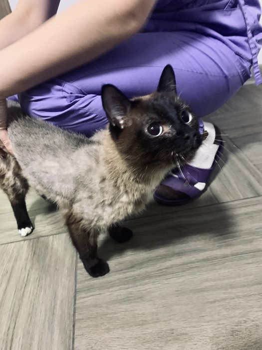 Молодой кот ищет дом