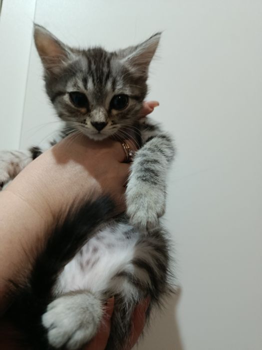 Продам котят, недорого