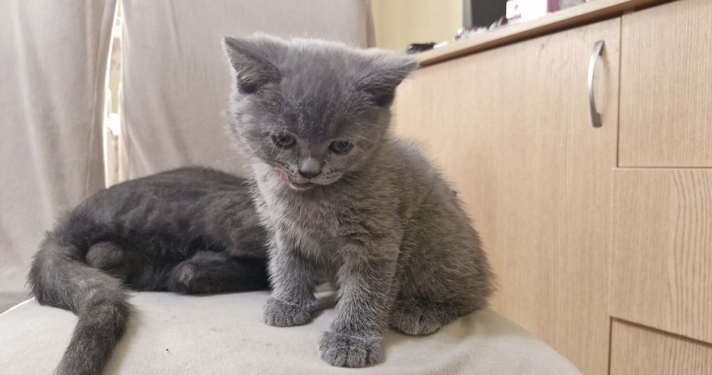 Британские котята