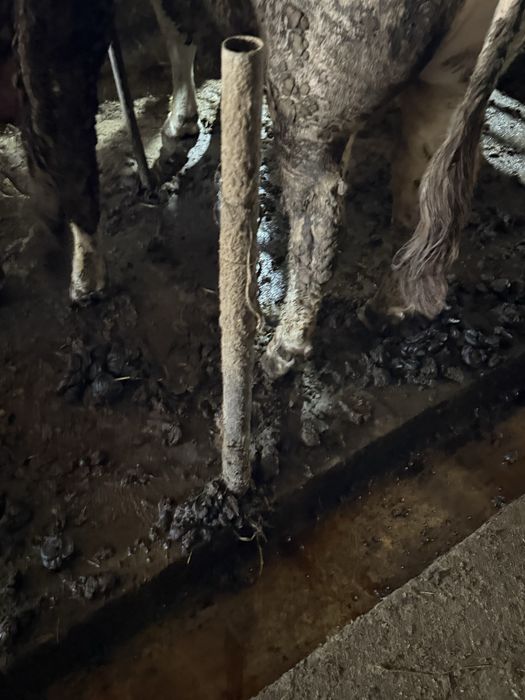 Продам 3 быка с откорма