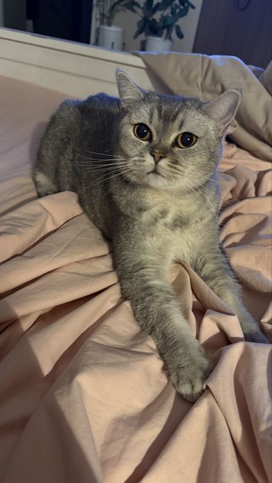 Кошечка скотишстрайт. 2,5 года.