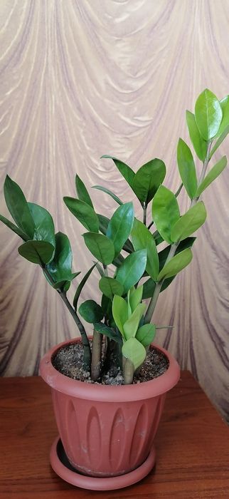 комнатные растения