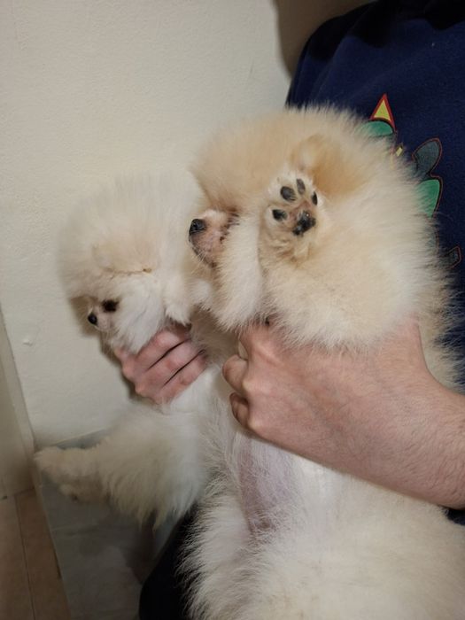 Померан малък шпиц момичета