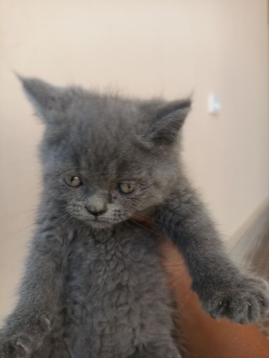 Котята 4 штуки чистокровные