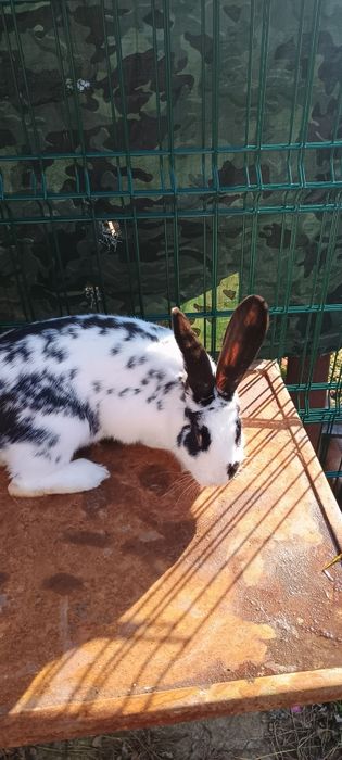 Iepuroaice tinere disponibilea