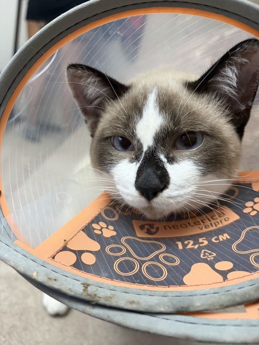Котенок сиамский мальчики 6 мес в добрые руки!