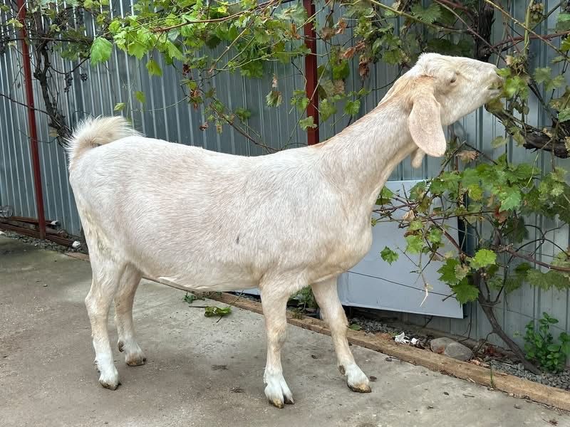 Iada matis Anglo-nubian x saanen