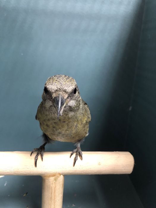 Клесты пара (самка и самец)