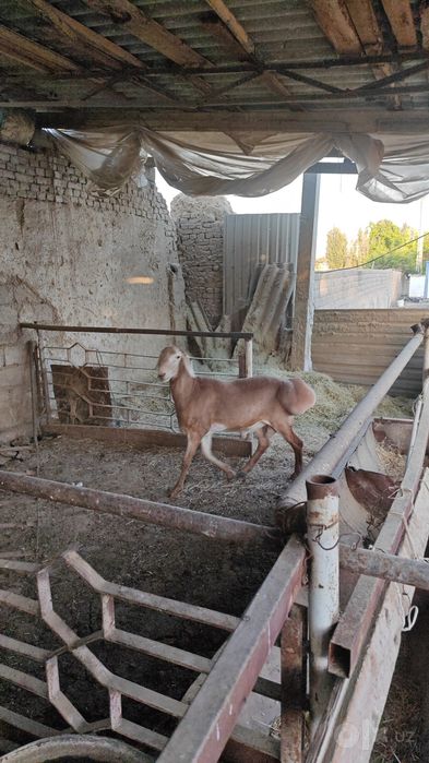 Qochqor sotiladi