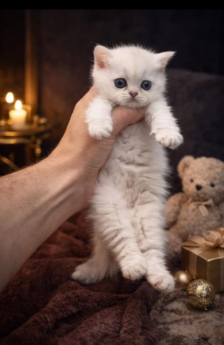британские шиншиллы серебро