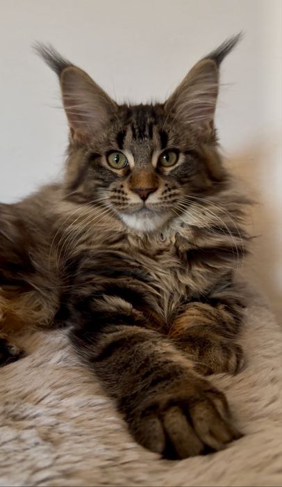 Maine Coon cu pedigree