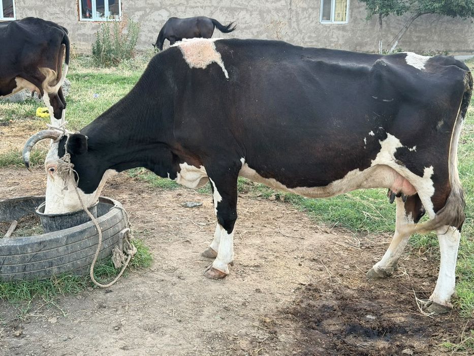 Бұзаулы сиыр,  еркек бұзау