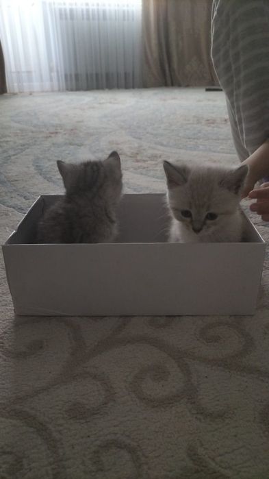 Продам котят девочка породистый