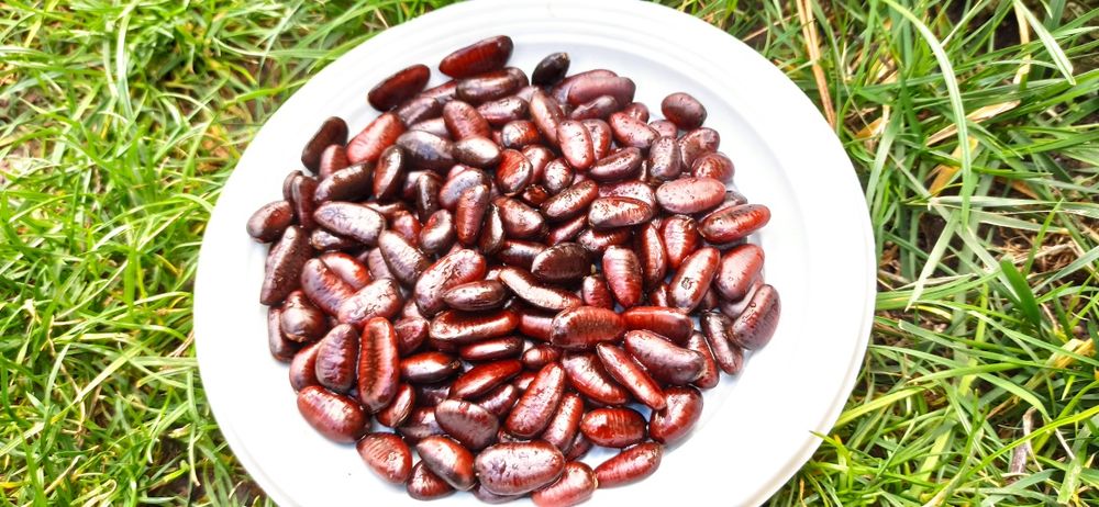 Asimina triloba, Асимина, Пау-пау, Индиански банан