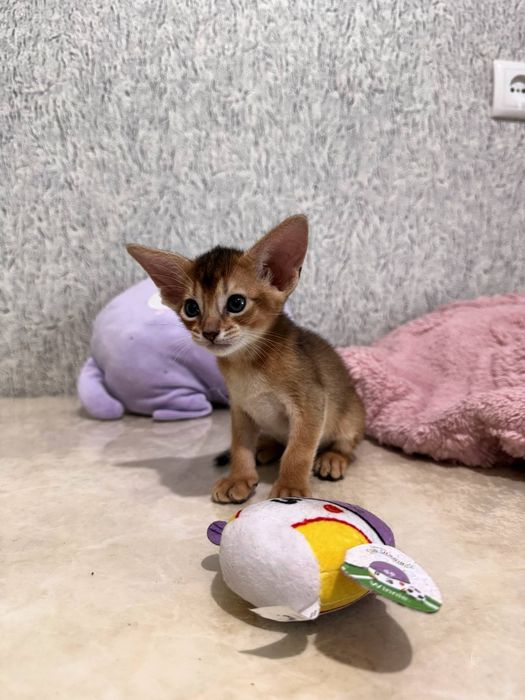 Продаются абиссинские котята