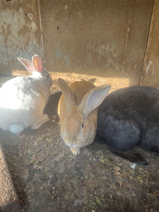 Малки и Големи Зайци