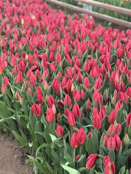 Тюльпан крупный местный