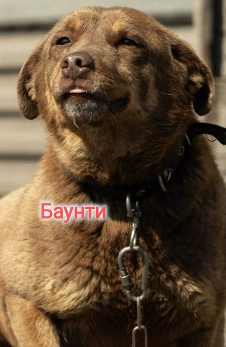 Дарю в добрые и ответственные руки