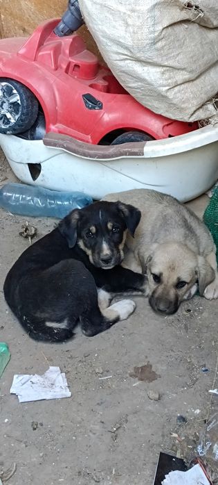 Күшіктер сатылады