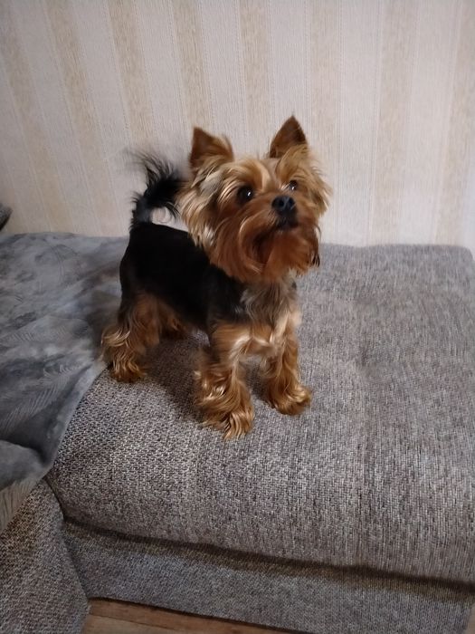 Мальчик Йорк ищет подругу для вязки