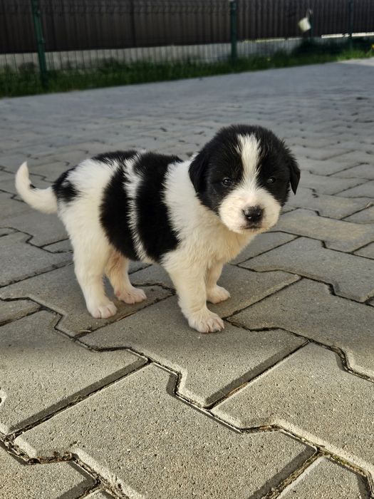 Adoptie com.Halchiu-Brasov