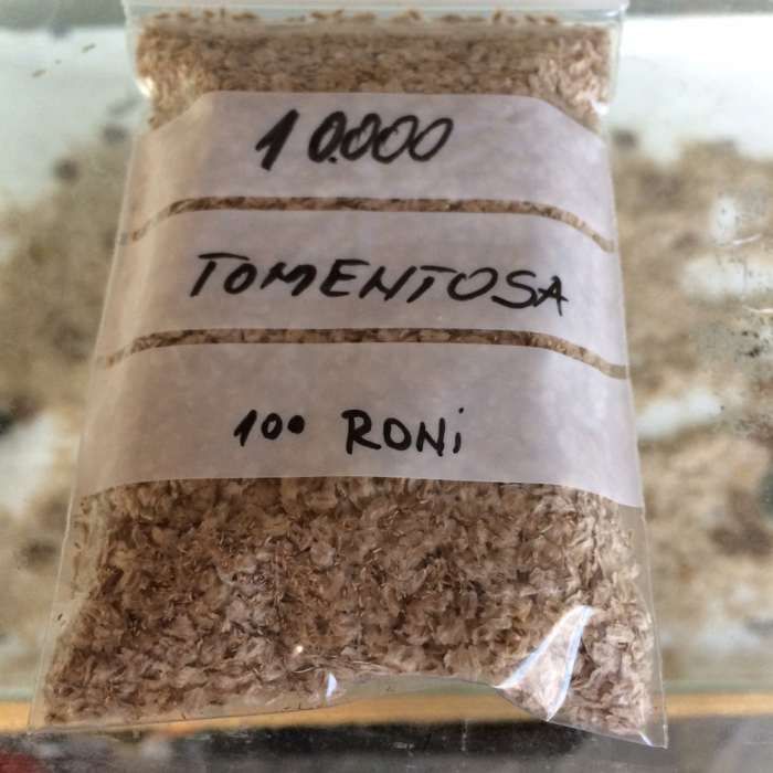 vand seminte de paulownia elongata(soi de baza, aclimatizat in Romania