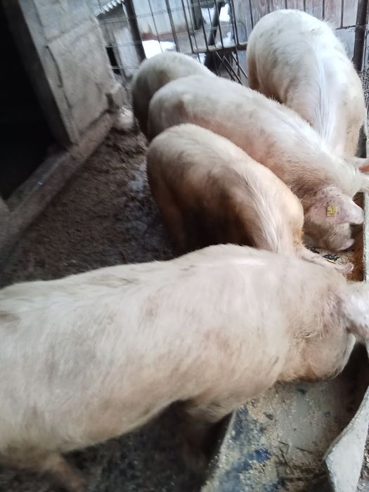 Vind baloți de calitate