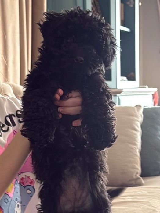 Той Пудел/ Toy Poodle Черно Момиче с паспорт и ваксини