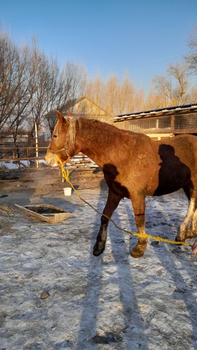 Айғыр бесті, жеребец пятилетка