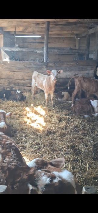 Продам коров,телят,молодняк