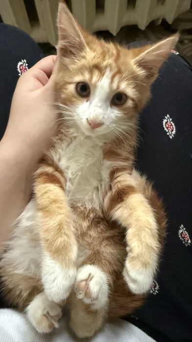 Котята бесплатно