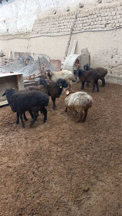 Тоқты қошқарлар!