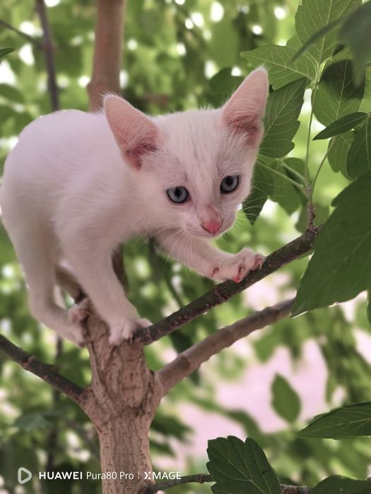 Марғаулар\котята 2 айлық