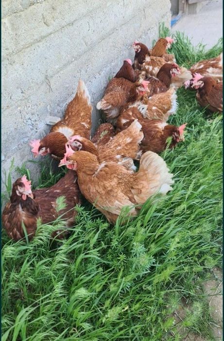 Куры несушки Ломан Браун красные