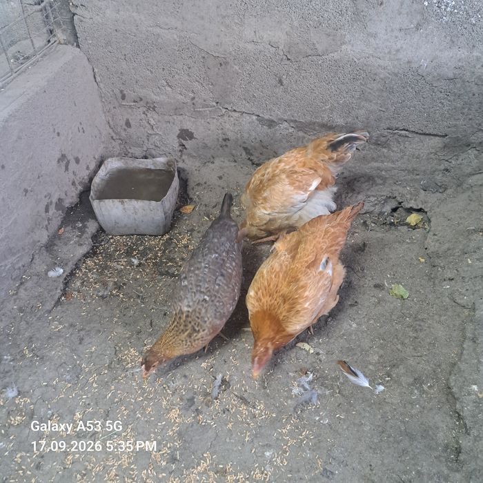 Продам семье кур