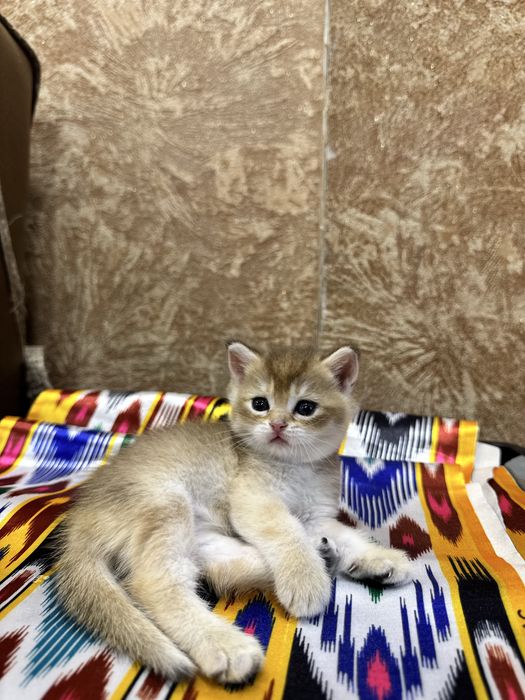 Продаются пухлые котятки, шиншилла