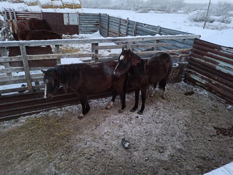 Жеребчики 3 года