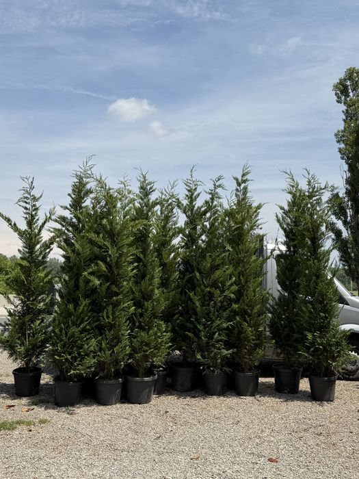 Chiparos leylandii verde pentru gard viu